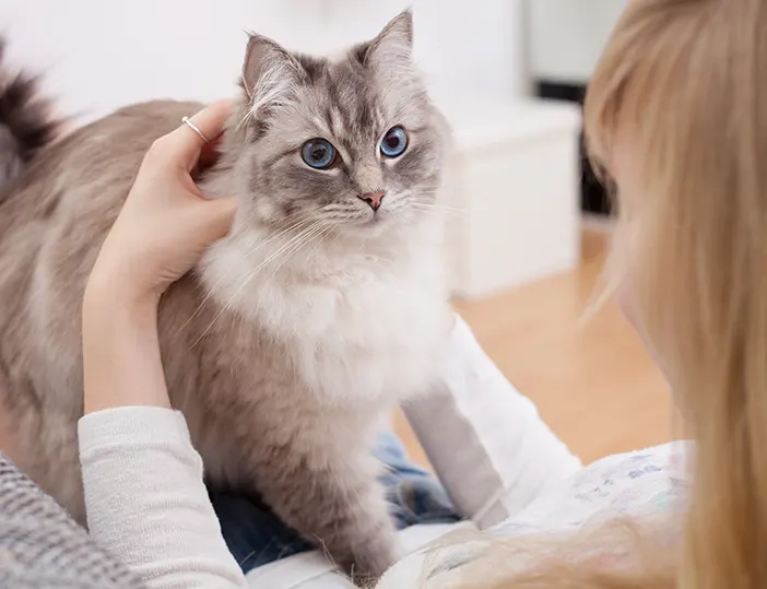 Races des chats les plus affectueux