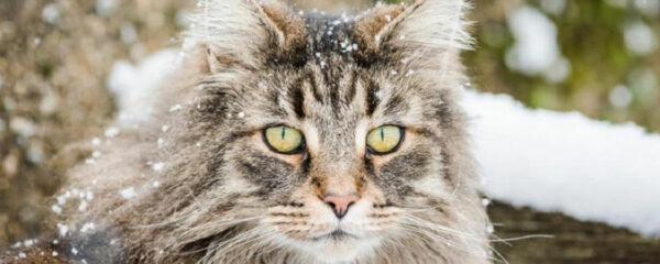 chat Norvégien