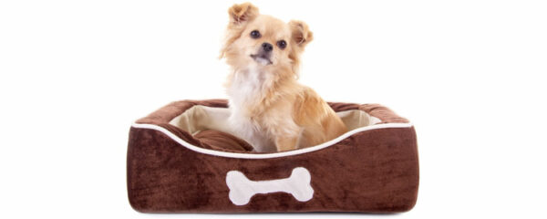 panier pour chien