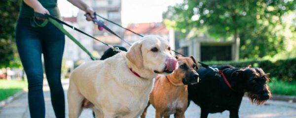 pet sitter