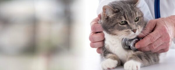 Santé du chat