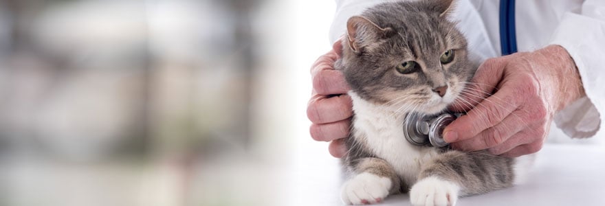 Santé du chat