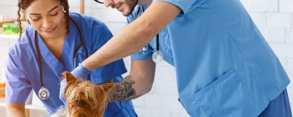 clinique vétérinaire