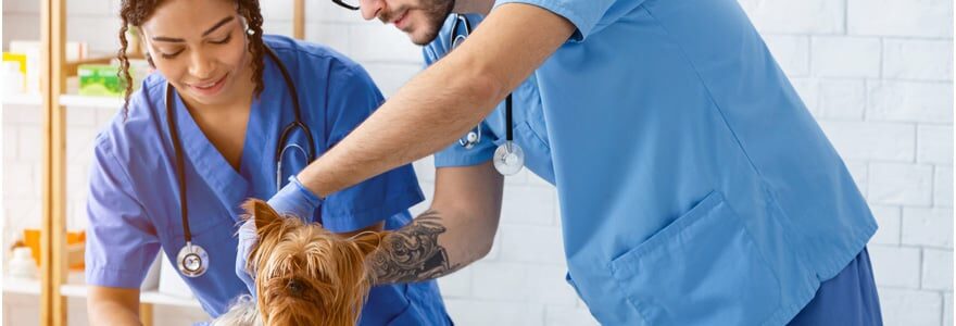 clinique vétérinaire