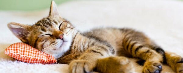 détente de chat
