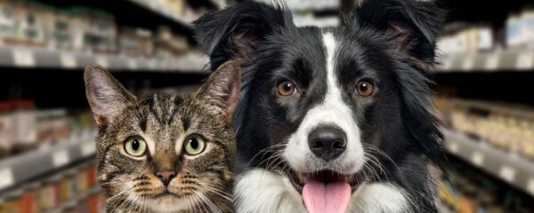 chat et chien