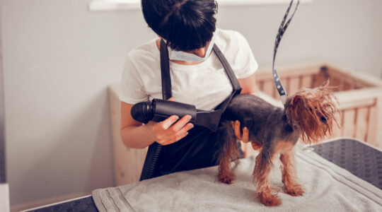 Le séchoir pulseur pour chien