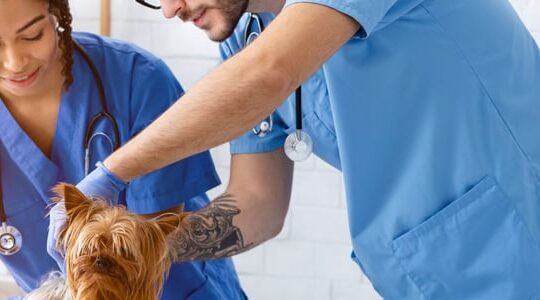 la-clinique-veterinaire-quels-services-sont-disponibles